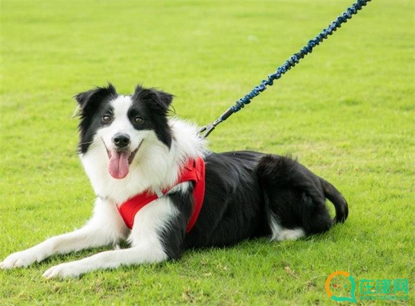 晋中市养犬管理条例