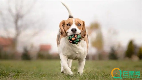 温州市养犬管理条例