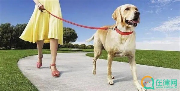 陇南市养犬管理条例