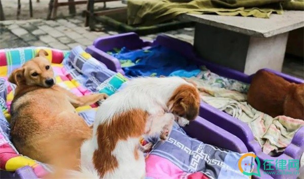 菏泽市养犬管理条例