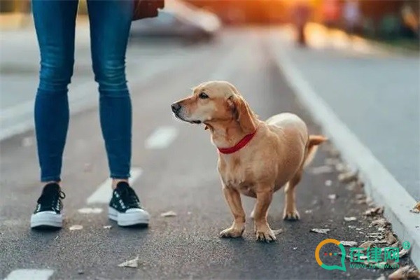 2023珠海经济特区养犬管理条例最新修正全文