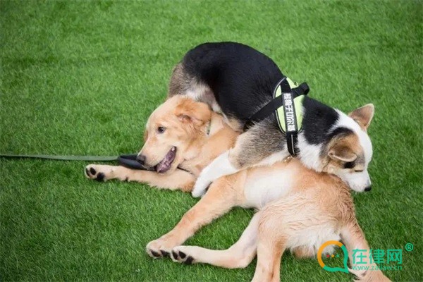 2023平凉市养犬管理条例最新版全文