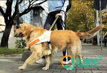 郑州市城市养犬管理条例2024最新全文