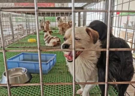 2024年南昌市养犬管理条例最新版全文