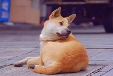 2024烟台市养犬管理条例最新全文