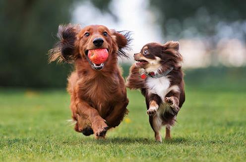 2024年宣城市养犬管理条例最新版全文